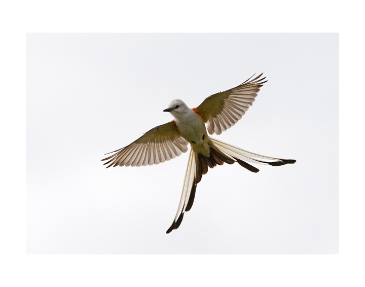 _MG_8914-1 scissortailed FC a11x14.jpg